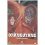 Wildlife Paradise - Orangutans [DVD]