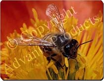 HONEY BEE on FLOWER Mouse Mat