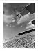 Historic Print (L): [Olympic games, Berlin - Marshall Wayne (U.S.) winning gold medal in high diving]
