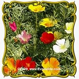51ZmqrCZOnL. SL160  1 Lb California Poppy, Mixed (Eschscholzia californica) Bulk Wildflower Seeds Reviews