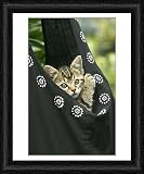 Framed Print of European brown Tabby Cat - Kitten in carrier from Ardea