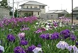 Japanese Iris 20 Seeds - Iris ensata/kaempferi