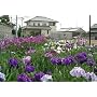 Japanese Iris 20 Seeds - Iris ensata/kaempferi