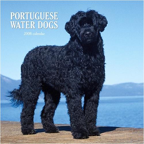 Buy Portuguese Water Dogs Wall – 2008 Calendar