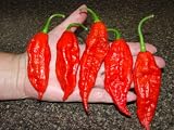20+ Bhut Jolokia / Naga Morich Seeds These are true Bhut seeds!!! sold only with the "Seeds and Things" Labeled package Beware of less expensive seeds.