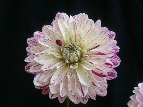 Smokey Dahlia