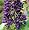 Butterfly Bush Buddleia 'Black Knight' Starter Plant Hardy Old Favorite
