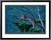 Leopard Panthera Masai-Mara (Kenya) framed art print by Michel and Christine Denis-Huot