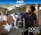 Dogs In The City [HD]: He Barks and He Barks and He Barks [HD]