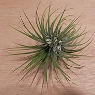 Hinterland Trading Air Plant Tillands…
