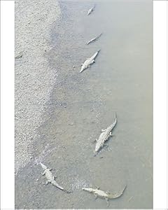 Crocodiles seen from the bridge over the River Tarcoles, Jaco, Costa Rica, Photographic Prints