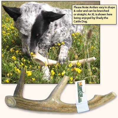 Bent & Freck Antler Dog Chew - Long Lasting, Odor Free, Safe, and Healthy Treats for Your Best Friend - Fresh, Ethically Sourced, Chews