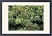 Framed Prints of ROG-9880 Ivy Flowers - a Hawthorn Haws (Crataegus monogyna) from Ardea Wildlife Pets