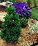 Green Mountain Boxwood