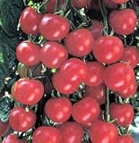 Sweet Baby Girl Cherry Tomato 45 Seeds - B001PNFG7I