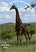 51ZpfnrWnGL. SL75  Cool Adventure Travel Africa images
