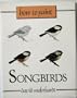 How to Paint Songbirds