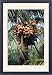 Framed Prints of APP-3326 Panama Dwarf Golden Coconut from Ardea Wildlife Pets