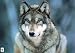 Grey Wolf in snow endangered animal POSTER RARE NEW WWF - 24