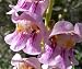 Grow Your Secret Garden Penstemon Palmeri Seeds, Palmer's Penstemon- Showy