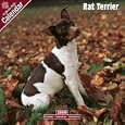 2009 Rat Terrier Wall Calendar
