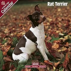 2009 Rat Terrier Wall Calendar