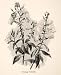 1893 Print J. Smit Evening Primrose Onagraceae Sun Cup Flower South America Art - Original Halftone Print
