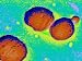 Gram Bacteria Streptococcus Pneumoniae Photographic Poster Print, 16x12