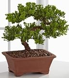 Peace & Harmony Juniper Bonsai - 8