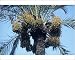 Photographic Prints of JLM-3135 Date Palm from Ardea Wildlife Pets