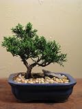 A shimpaku bonsai in a rectangle blue pot by abonsaiforyou