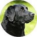 Kitchen & Housewares : BLACK LABRADOR Fridge Magenet