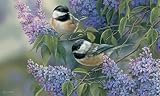 Lilac Chickadee