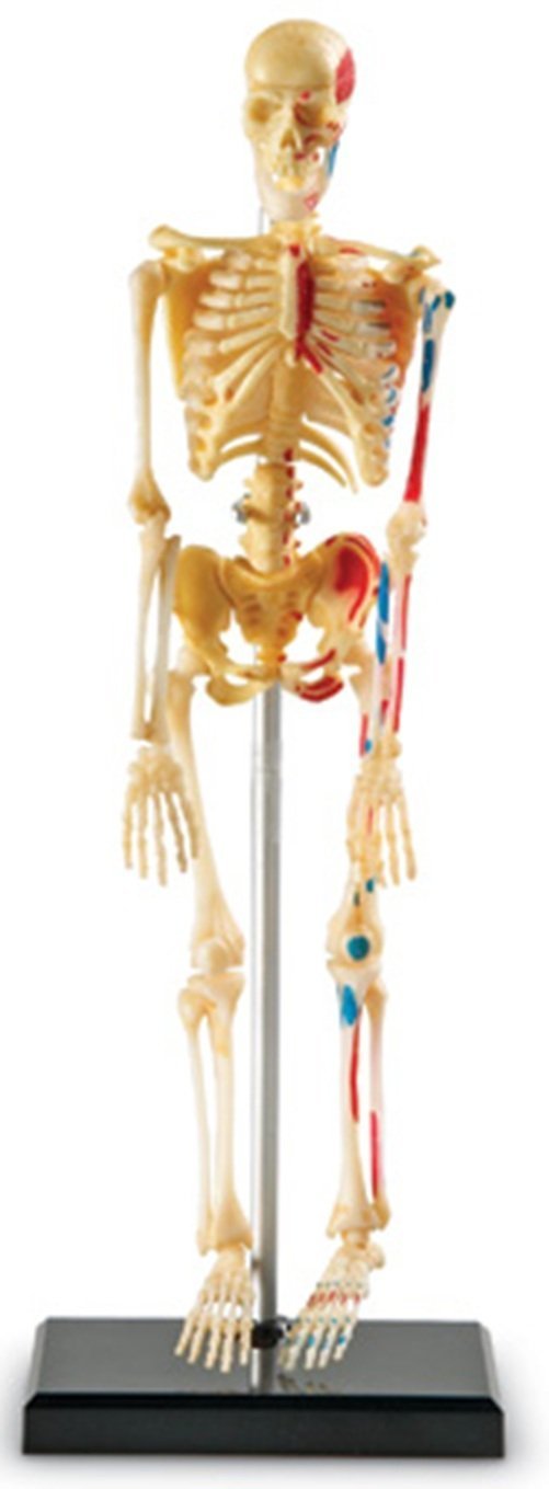 Amazon.com: Learning Resources Skeleton Model: Toys & Games