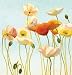 Just Being Poppies I Beautiful MUSEUM WRAP CANVAS Print with Added BRUSHSTROKES Shirley Novak 24x24