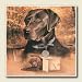 Chocolate Lab and Pup New Stone Coaster Set of 4