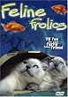 Feline Frolics