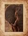 Elephant - Keith Levit Art Print Poster 16 x 20 - FRAMED