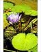 Photographic Prints of Water lily flower (Nymphaea colorata) in a pond from ClownFish Photo