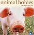 Animal Babies on the Farm (Animal Babies)