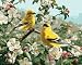 Color or Paint by Number, Goldfinches