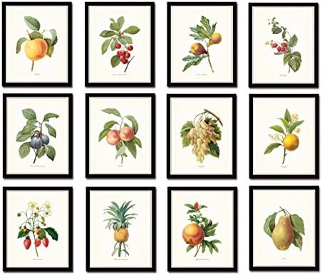 Antique Fruit Prints Set of 12 Giclee Fine Art Prints - Botanical Prints, Wall Art Prints, Vintage Wall Art, Vintage Wall Decor, Vintage Art Prints, Botanical Wall Decor, Vintage Botanical - Unframed