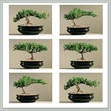 51ZtkQq EvL. SL160  Starter Bonsai Tree Juniper | Six Pack