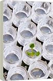 G. M seedlings. - 16 Inch Canvas Print (40cm) by Science Photo Library