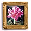 One Pink Rose - Gold Frame Magnet with pop-out easel (2-3/4" x 2-1/2")