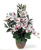 Double Phal / Dendrobium - B001DQIUAW