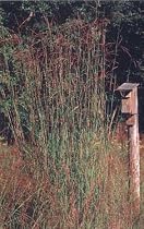 Big Bluestem Grass 8 Plants - Andropogon gerardi