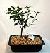 Blue Princess Holly Bonsai Tree with Japanese Lantern