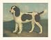 Springer Spaniel ?Ædash?? Fine Art Print Poster