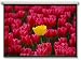 Panoview DE-3100EGA 100" 4:3 Electric Projector Screen